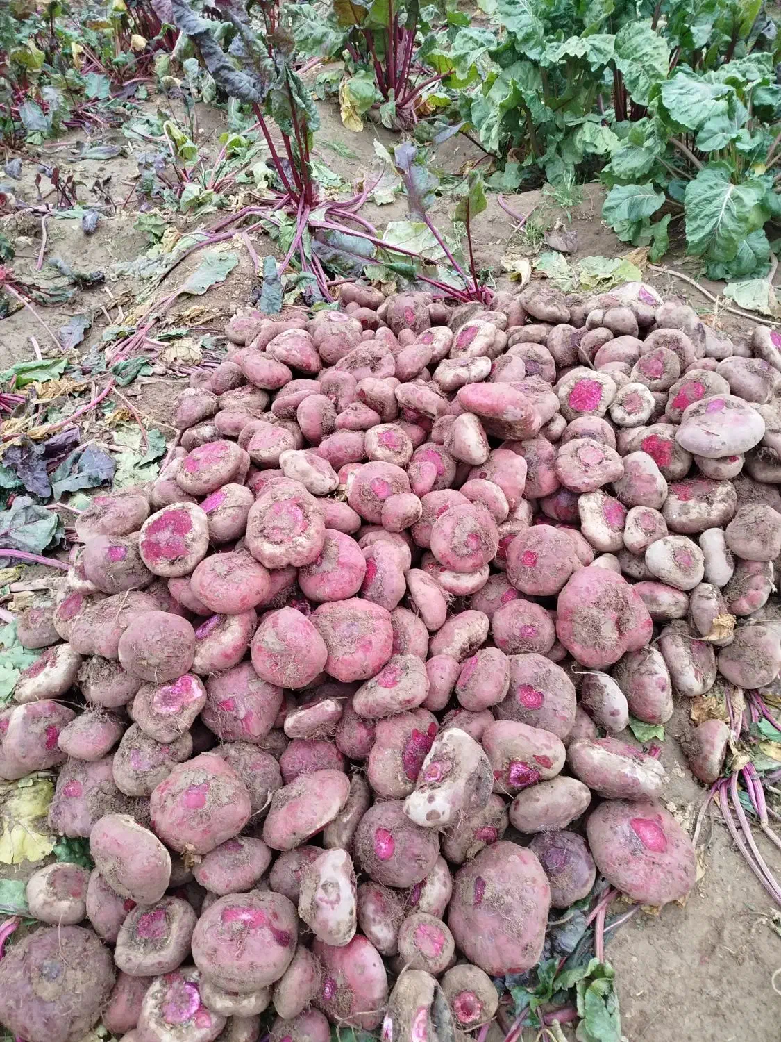 چغندر لبو|خوردنی و آشامیدنی|تاکستان, |دیوار