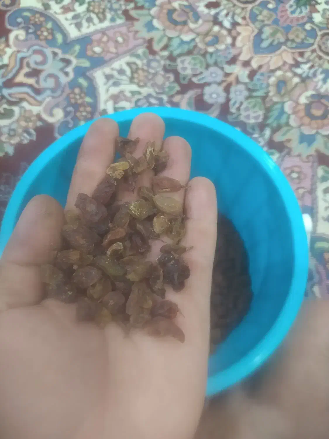 کشمش عسکری آفتابی|خوردنی و آشامیدنی|جغتای, |دیوار