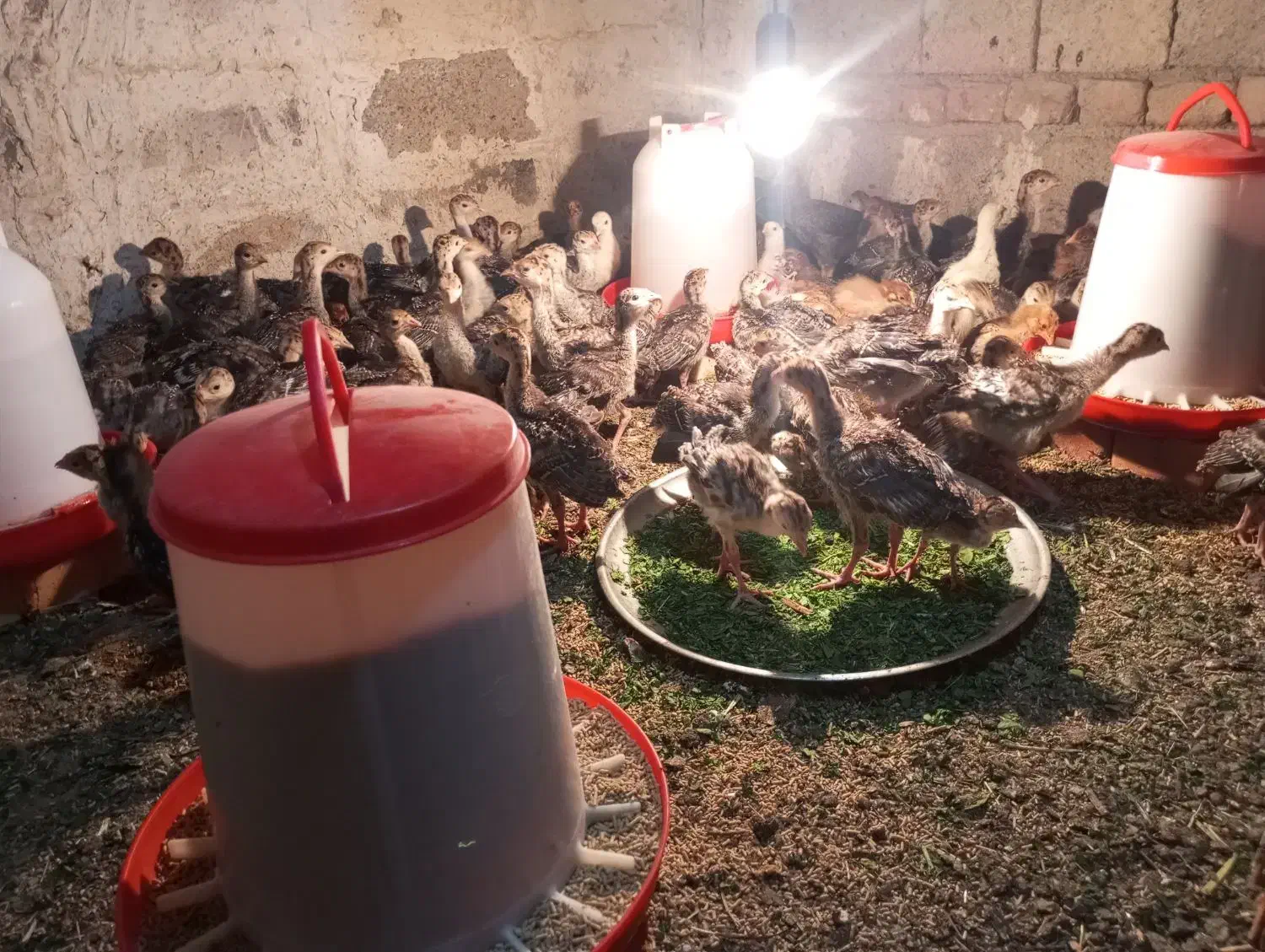 دستگاه جوجه کشی ۱۶۸ تایی اسکندری|لوازم جانبی حیوانات|نوشین شهر, |دیوار