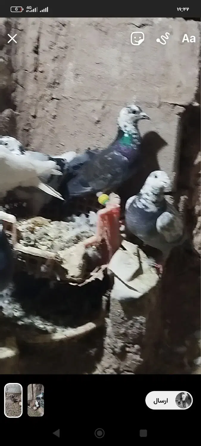 پرشی جنگنده|پرنده|نیشابور, خیام|دیوار