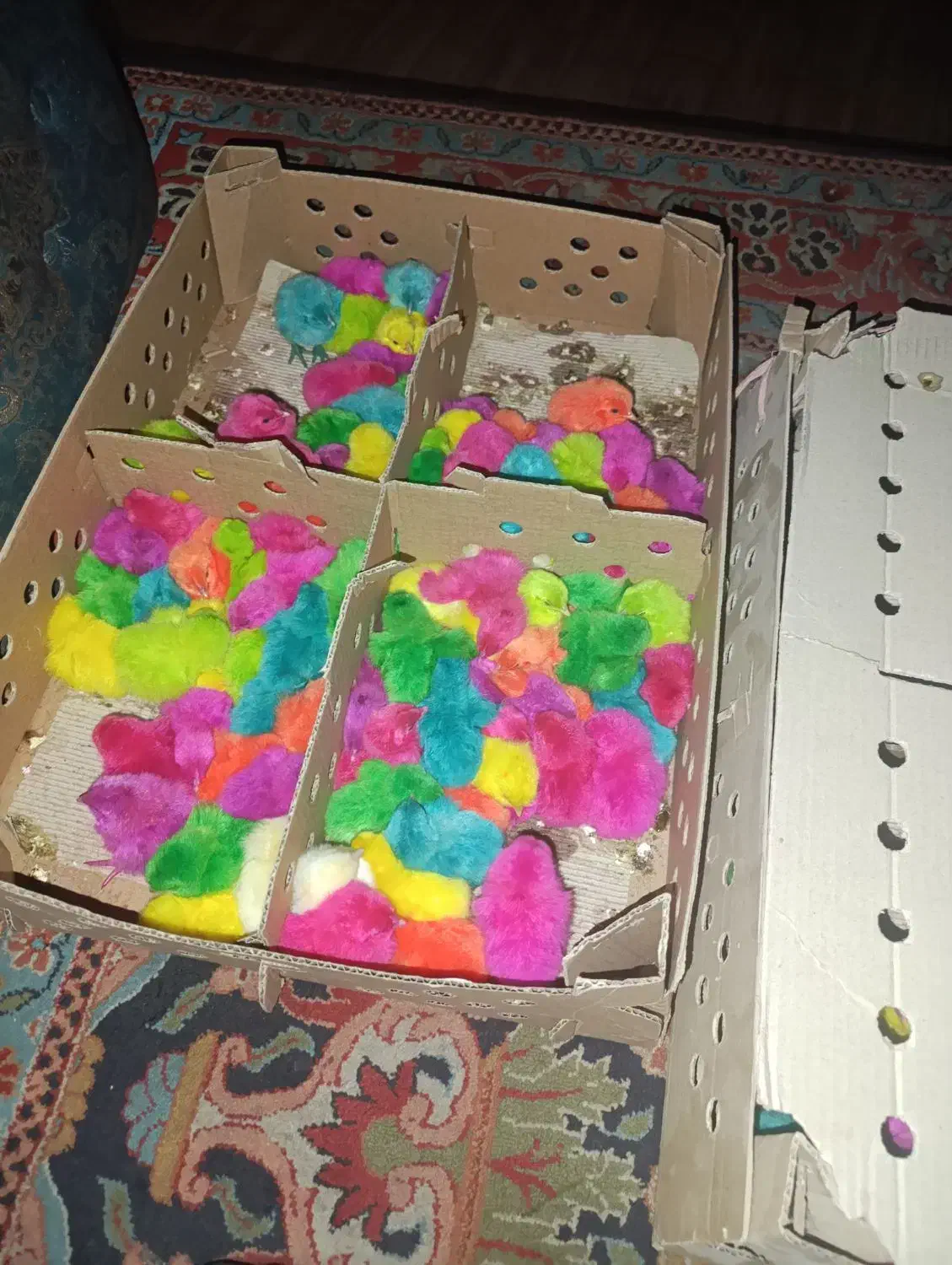 جوجه رنگی|حیوانات مزرعه|جوادآباد, |دیوار