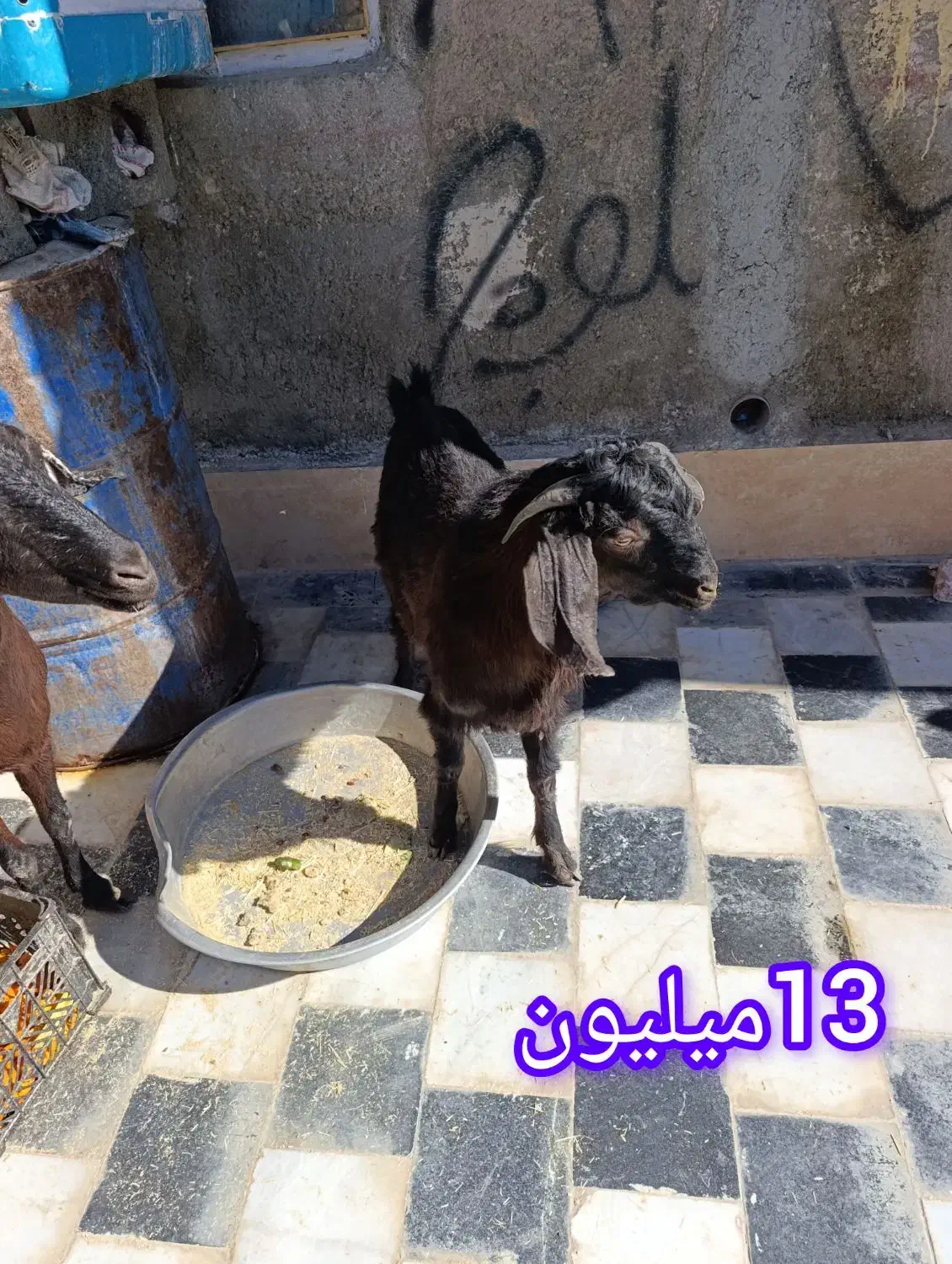 بز پاچن|حیوانات مزرعه|زاهدان, |دیوار