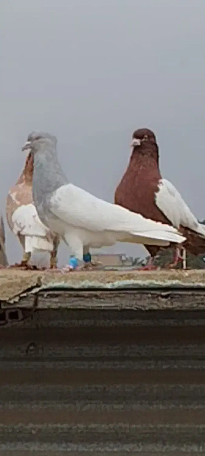 کبوتر|حیوانات|شیراز, داریون|دیوار