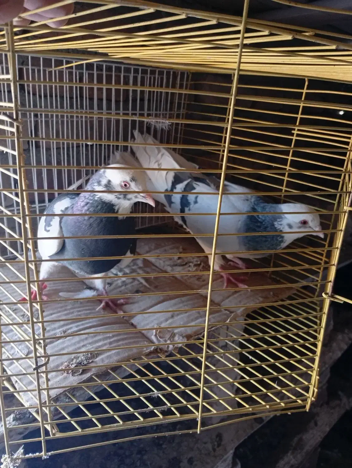 پرشی|پرنده|میاندوآب, |دیوار