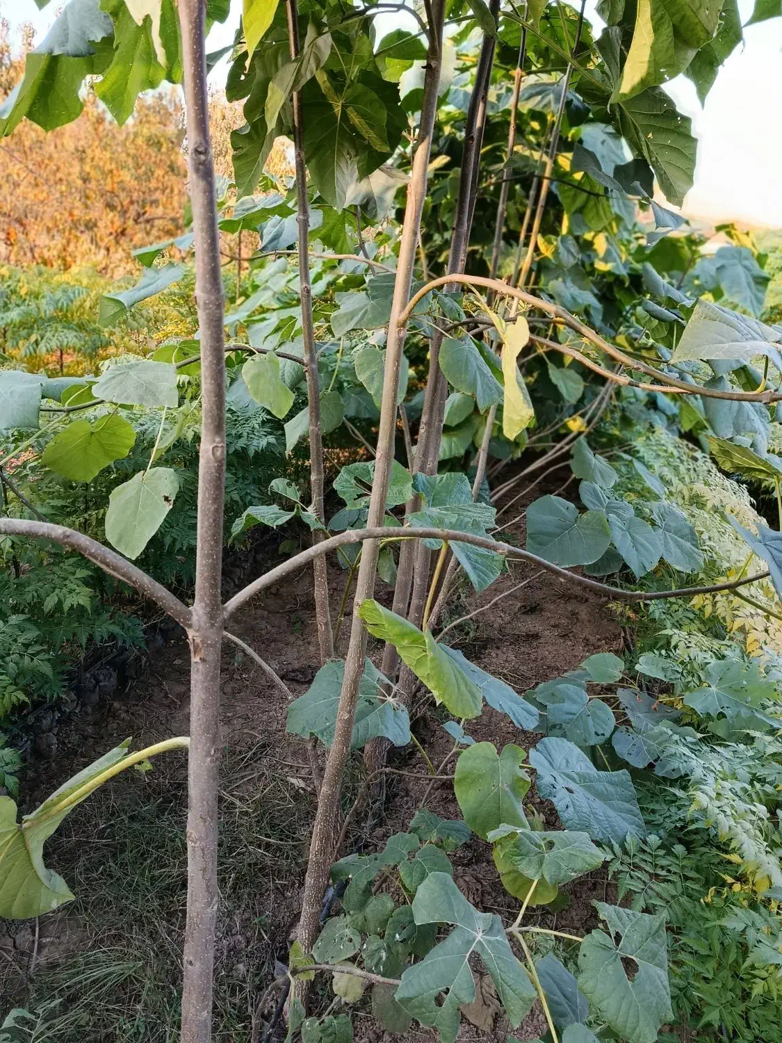 پالانیا ازگیل انار|خدمات باغبانی و درختکاری|دلند, |دیوار