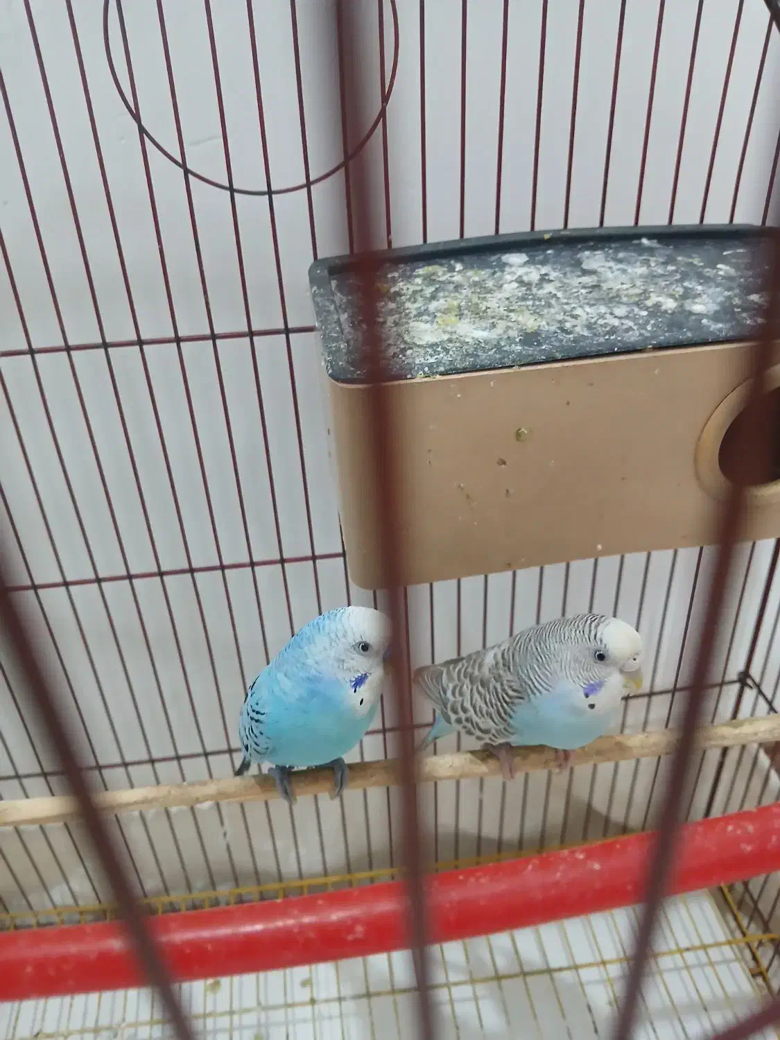 دوعدد مرغ عشق نروماده بفروش میرسد|پرنده|ارومیه, |دیوار