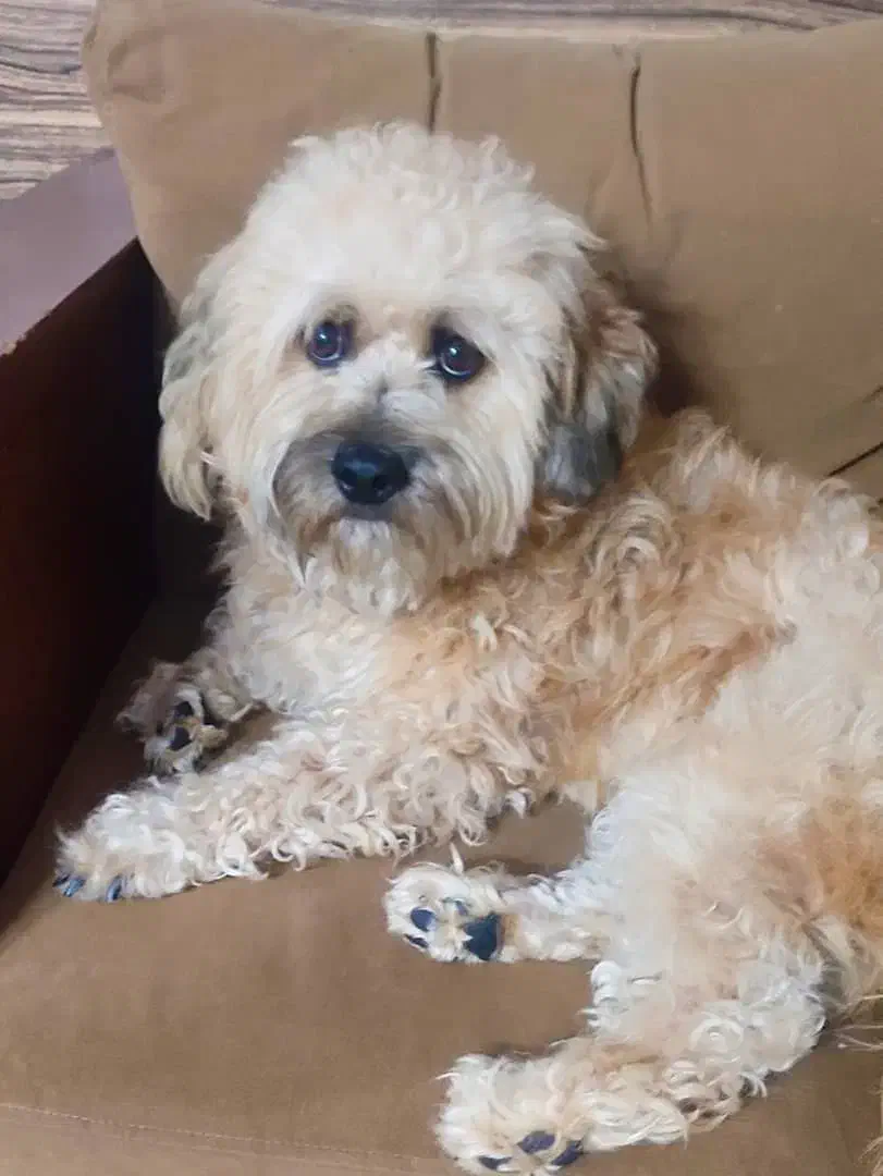 واگذاری سگ|سگ|شیراز, محراب|دیوار