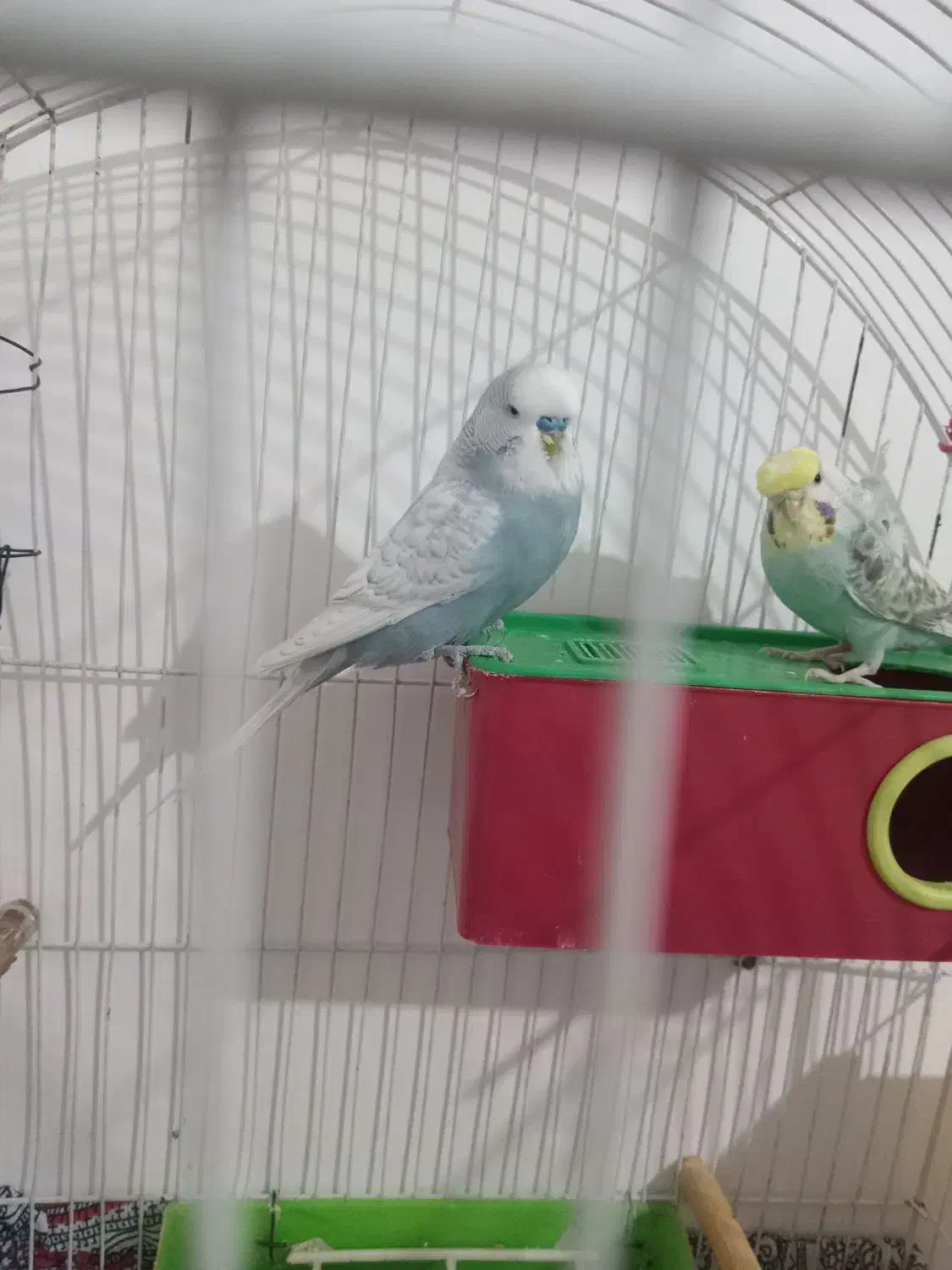 جفت مرغ عشق هلندی و پروانه ای دوگل|پرنده|خوی, |دیوار