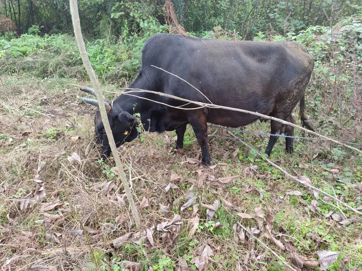 گاو چالوسی به همراه ورزا کوله|حیوانات مزرعه|رشت, رودباری|دیوار