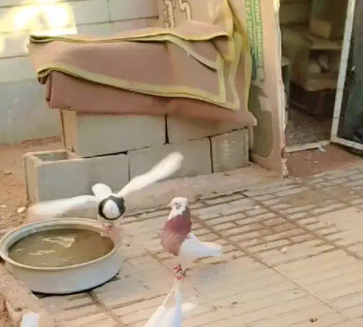 طوق سرخ باخت دادم امروز صبح|اشیا|فسا, |دیوار