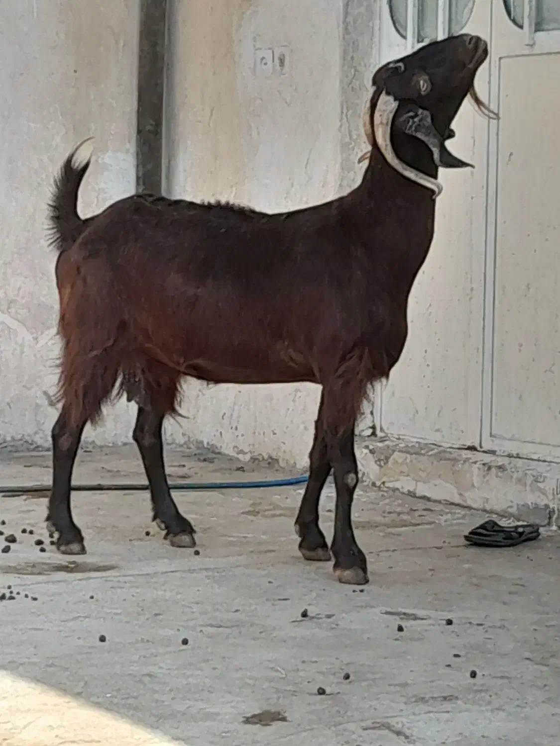 تعدادی بز با یک کره شیری|حیوانات مزرعه|وحدتیه, |دیوار