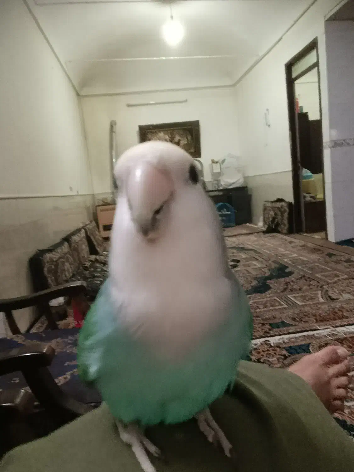 کوتوله شیطون باهوش دستی|پرنده|قم, تولید دارو و یخچال|دیوار