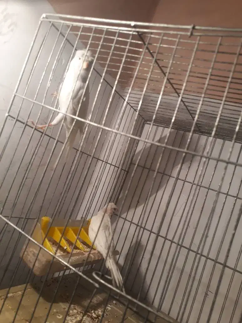 پرنده قناری فنچ سهره|پرنده|تهران, نازیآباد|دیوار