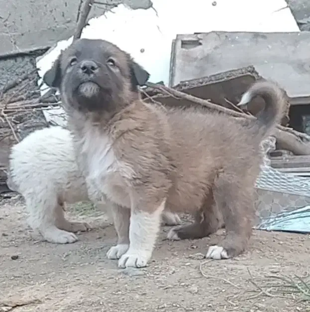 توله الابای اصیل سگ|سگ|تهران, تهرانپارس شرقی|دیوار