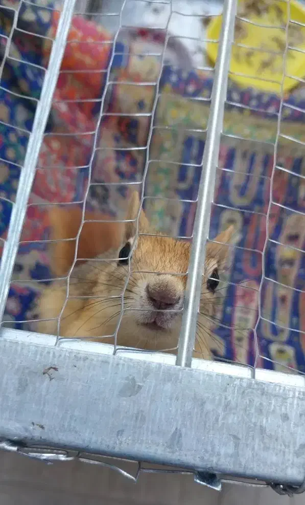 قفس سنجاب|لوازم جانبی حیوانات|ارومیه, |دیوار