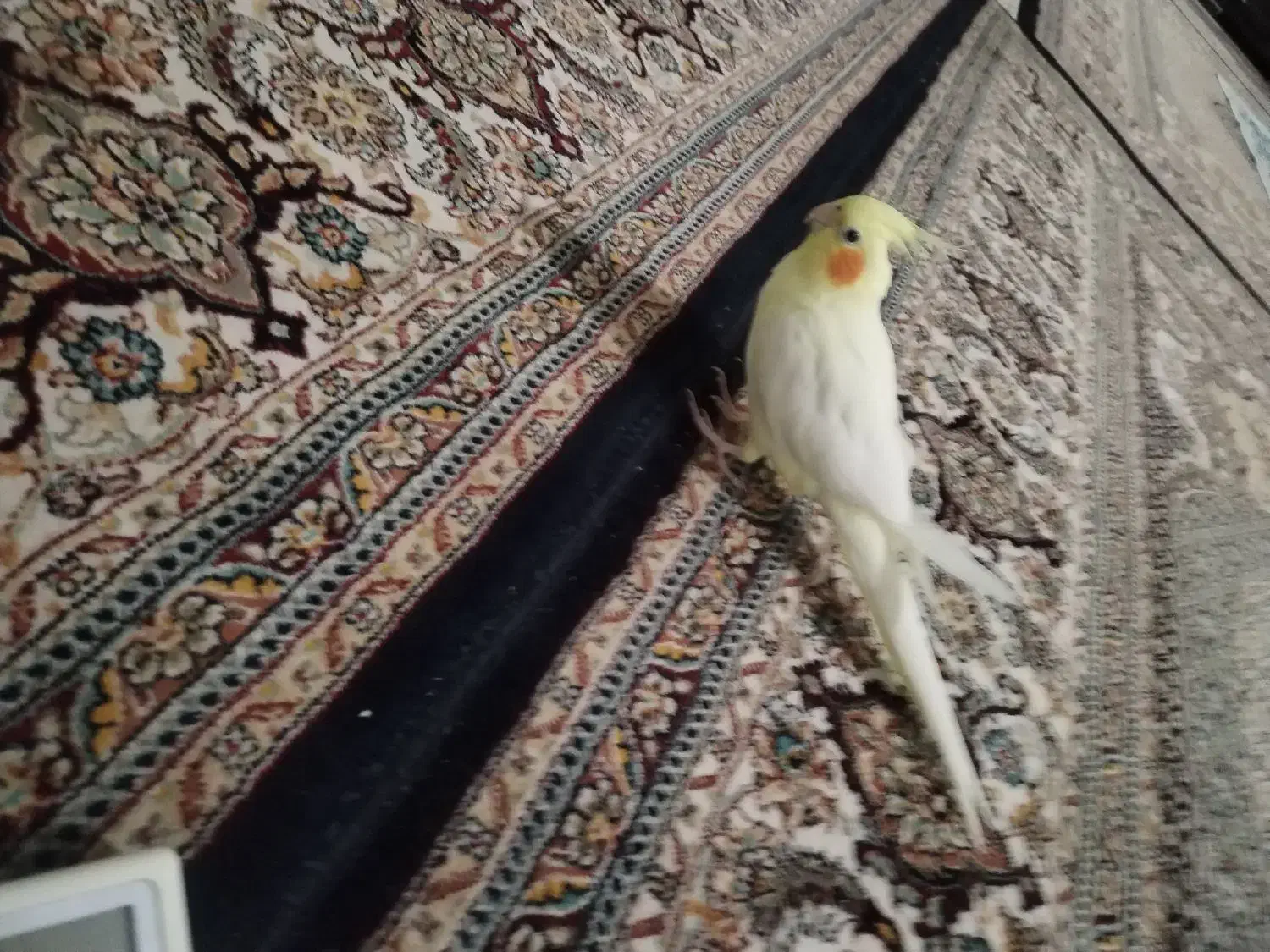 عروس هلندی  نروماده|پرنده|زابل, |دیوار