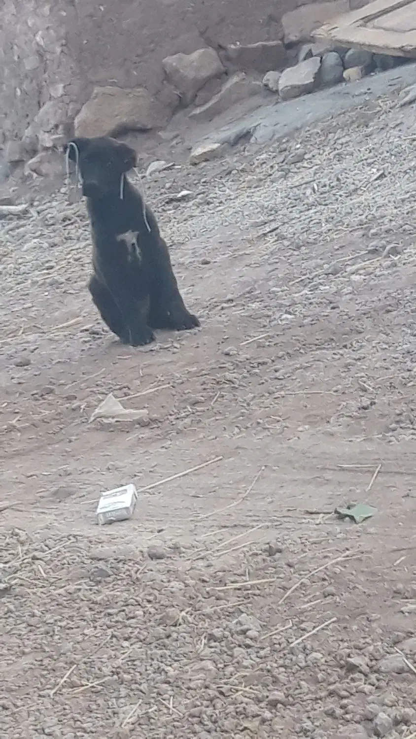 سگ سرابی|سگ|نیر (اردبیل), |دیوار