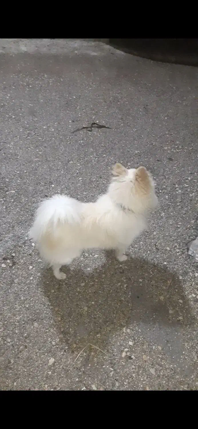 سگ پاپی|سگ|فارسان, |دیوار