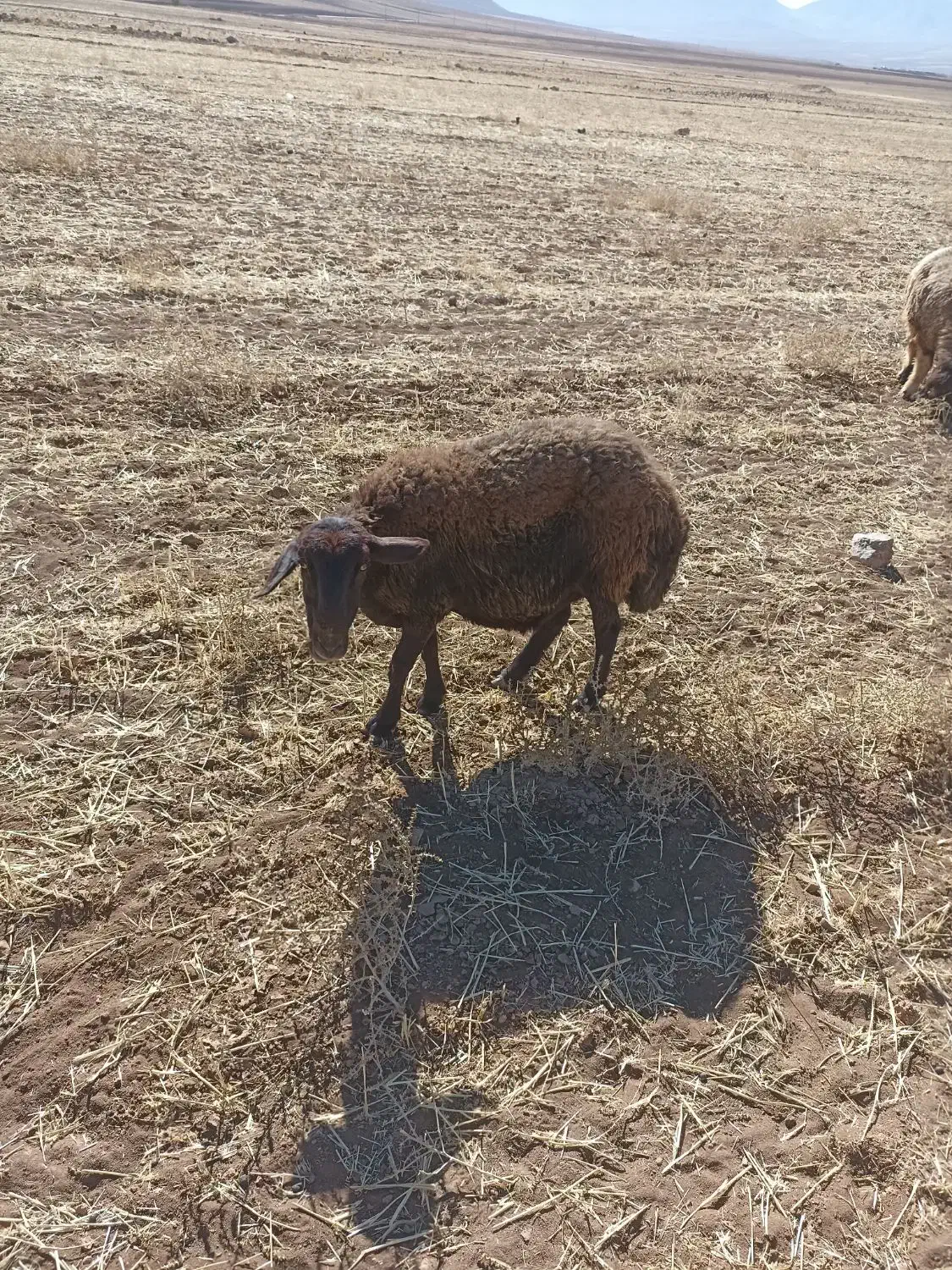 میش افشار|حیوانات مزرعه|وردشت, |دیوار