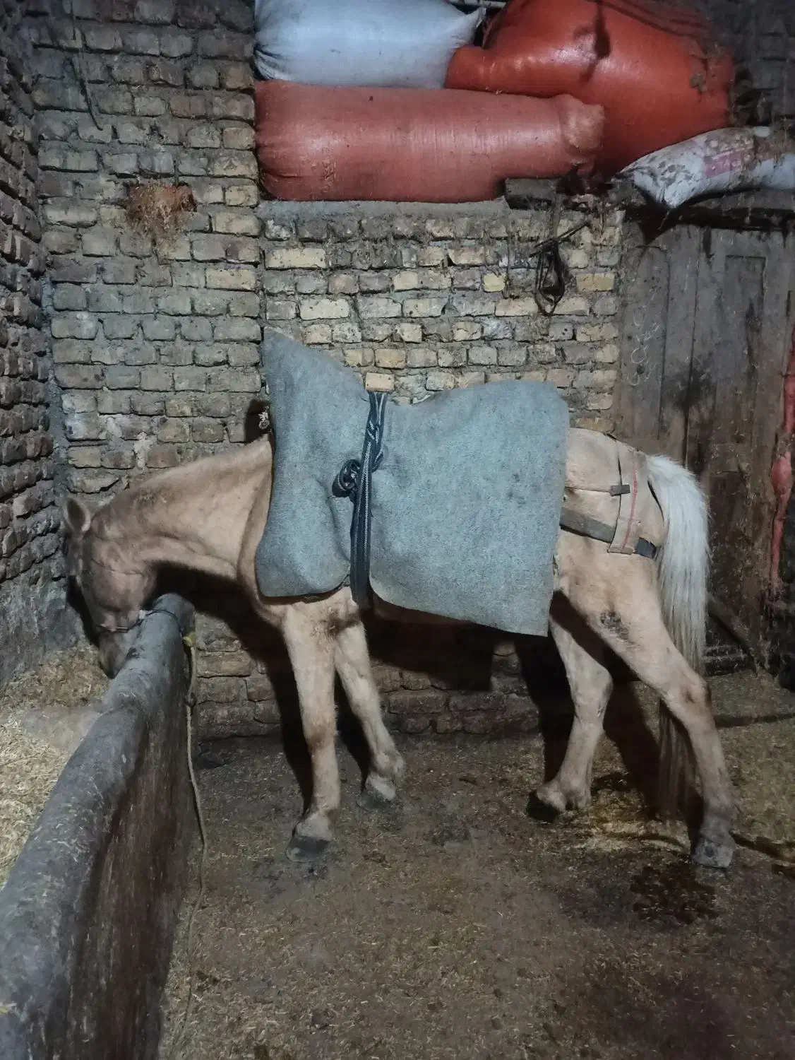 اسب ماده جوان|اسب و تجهیزات اسب‌سواری|دوزین, |دیوار