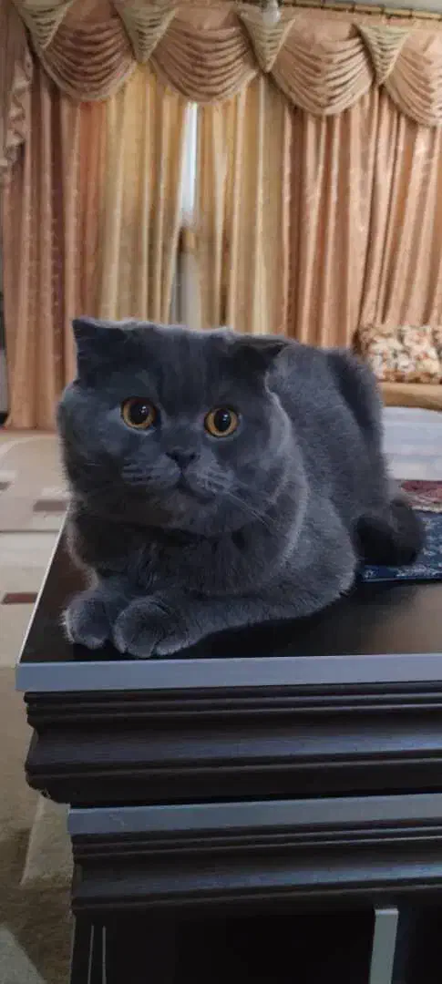 واگذاری گربه اسکاتیش بلو|گربه|اهواز, پردیس|دیوار