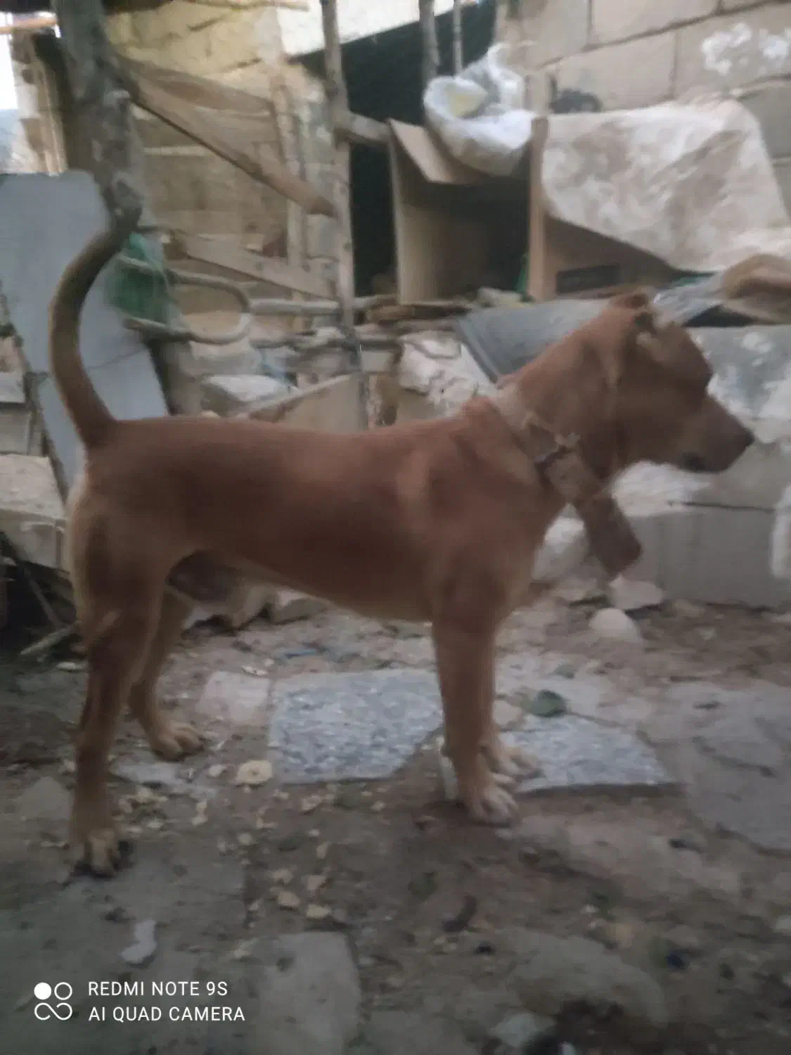 سگ شکاری|سگ|سرپل ذهاب, |دیوار