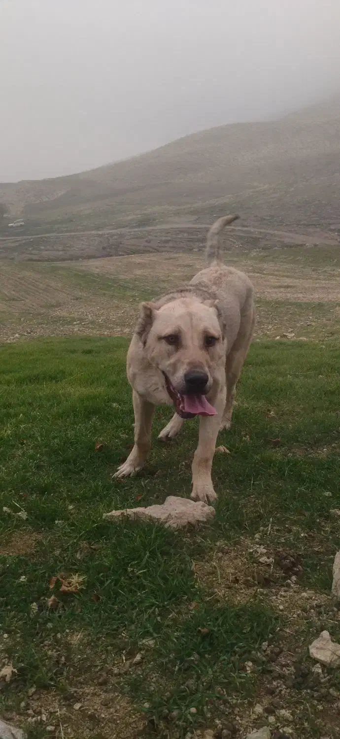 واگذاری سگ پژدر|سگ|صحنه, |دیوار