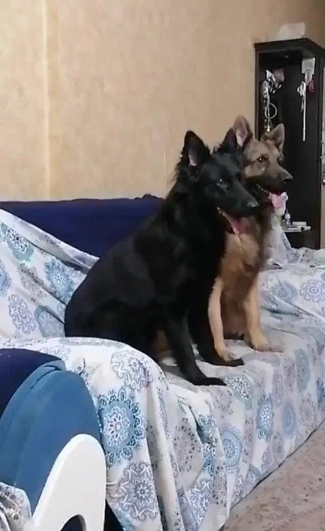 سگ ژرمن شپرد/توله سگ/ سگ ماده نر/پت خانگی|سگ|شیراز, ارم|دیوار