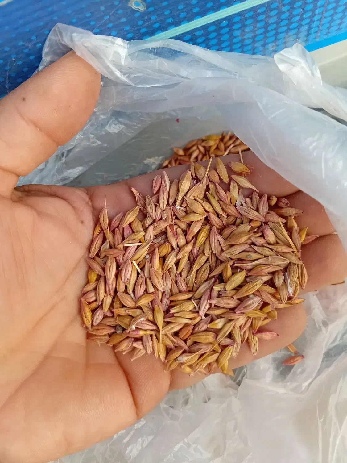 فروش جو محلی دامی نه بذری۲۶۰۰۰تومان|خدمات باغبانی و درختکاری|گنبد کاووس, |دیوار