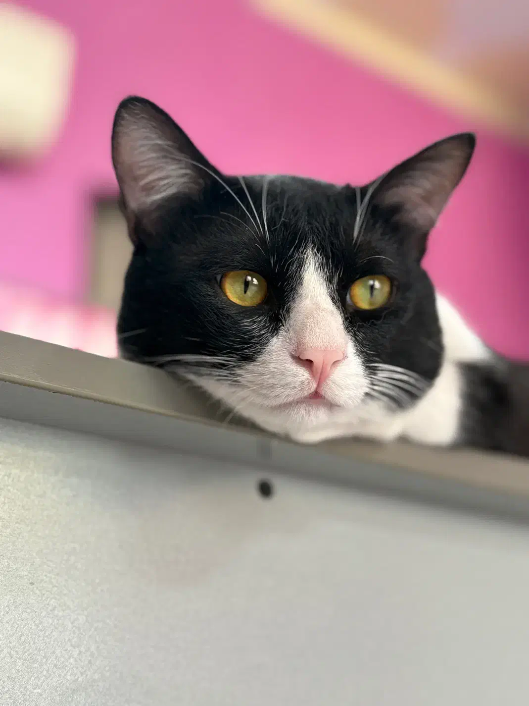 گمشده مژدگانی داره|گربه|لار, |دیوار