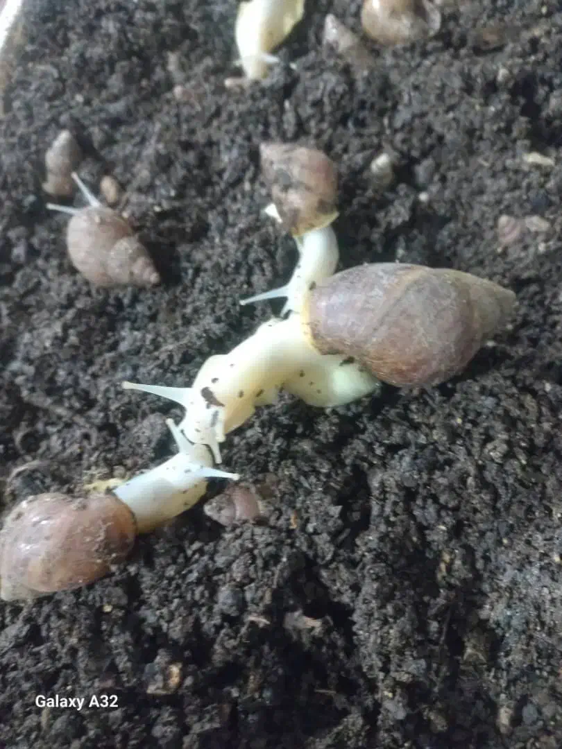 حلزون|ماهی|یاسوج, |دیوار