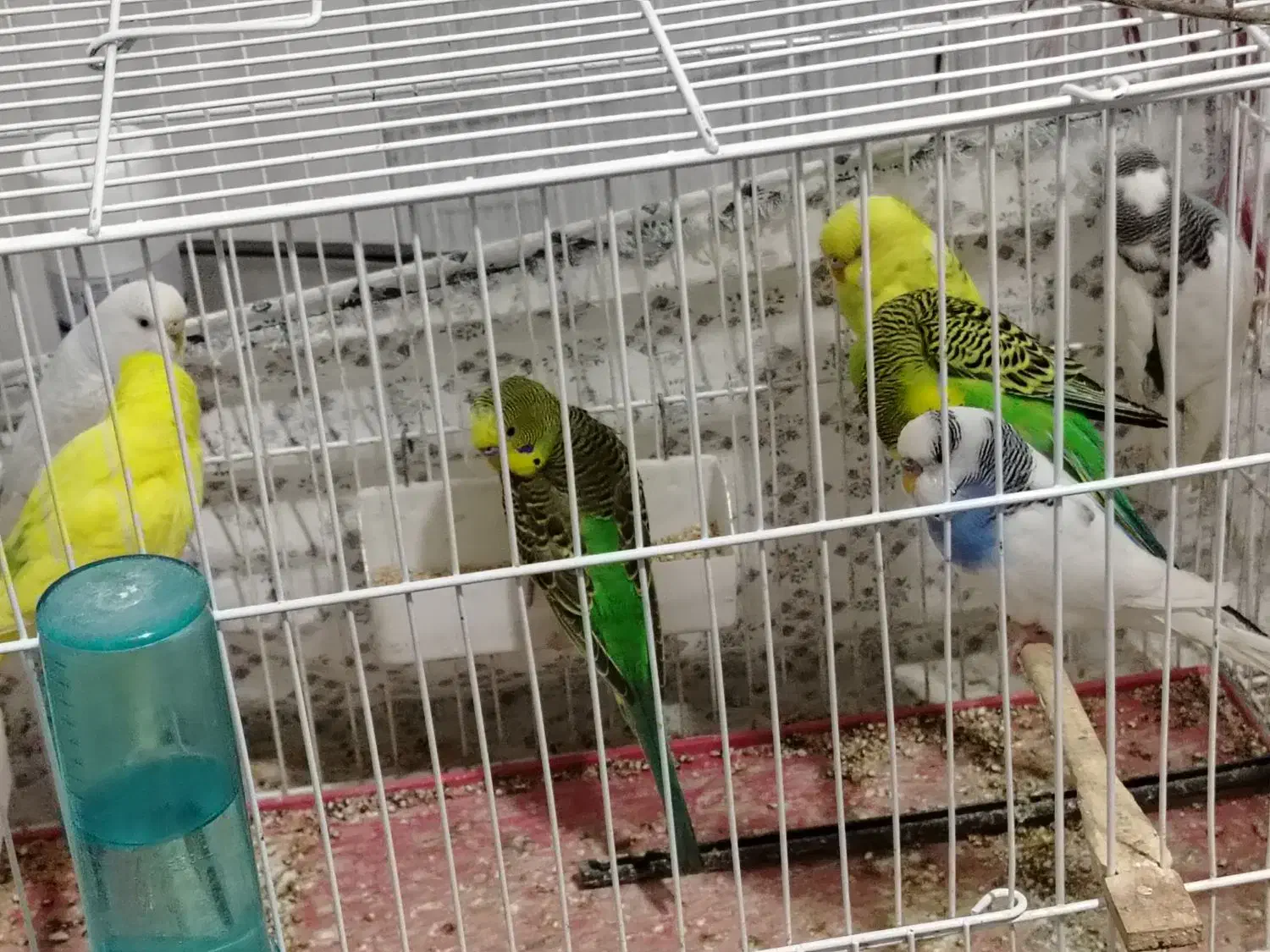 حراج مرغ عشق و فنچ|پرنده|قائمشهر, |دیوار