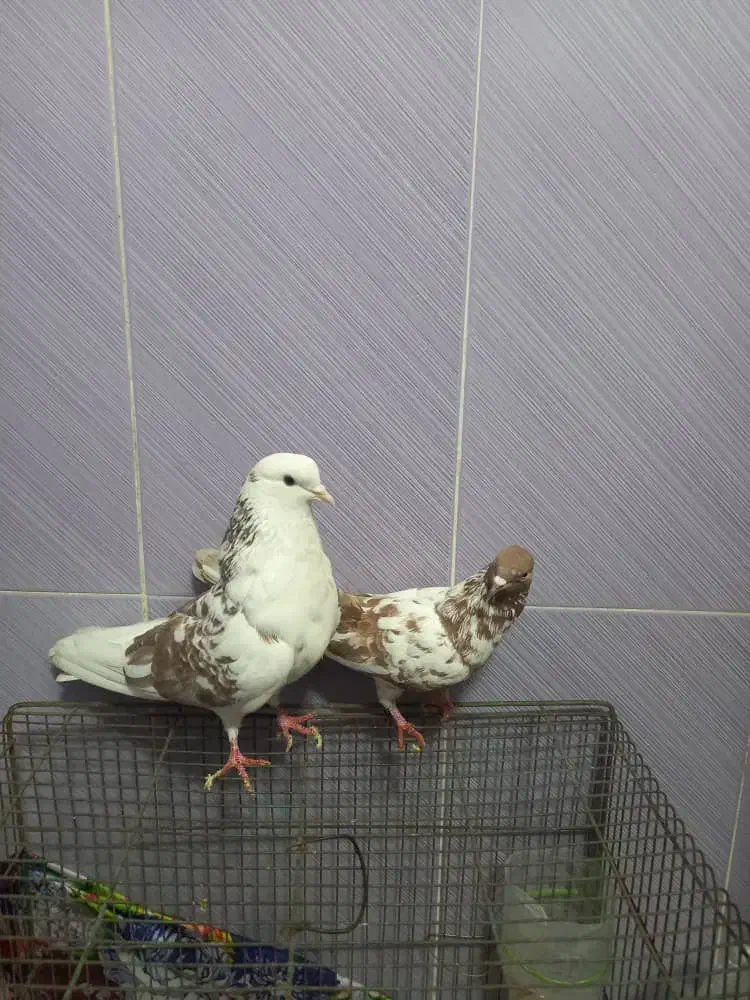 دوعدد کفتر پرشی|پرنده|تهران, هاشم‌آباد|دیوار