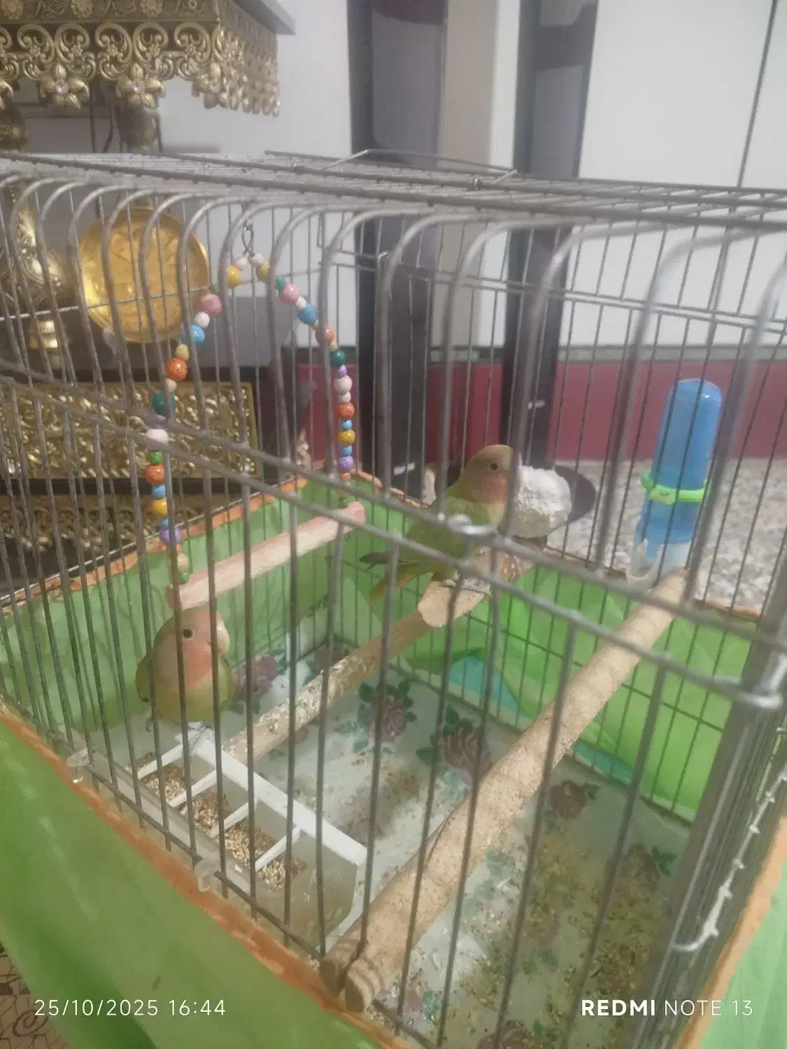 یه جفت طوطی برزیلی|پرنده|دورود, |دیوار