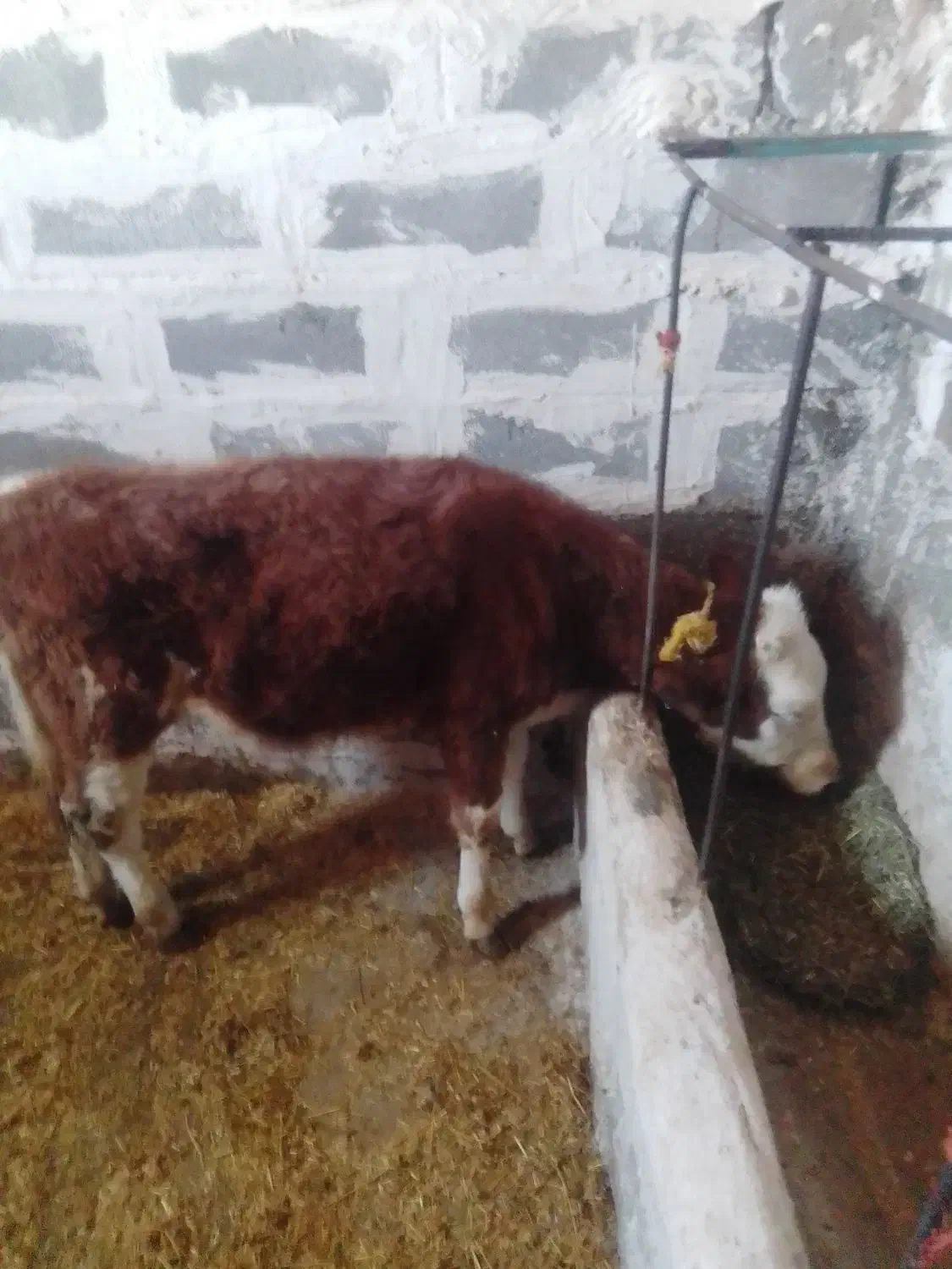 گوساله‌سیمنتال|حیوانات مزرعه|بلبان آباد, |دیوار