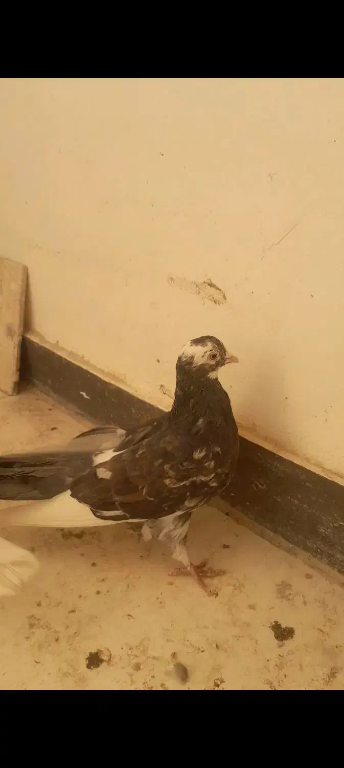 کفتر کله الماسی کینگ سایز|پرنده|فردیس, شهرک ناز|دیوار