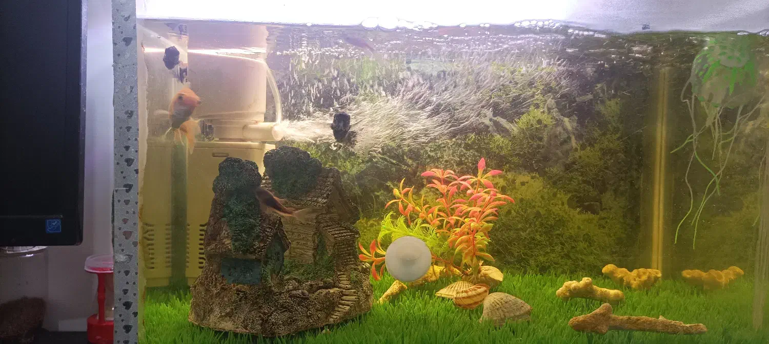 آکواریوم|ماهی|قائن, |دیوار