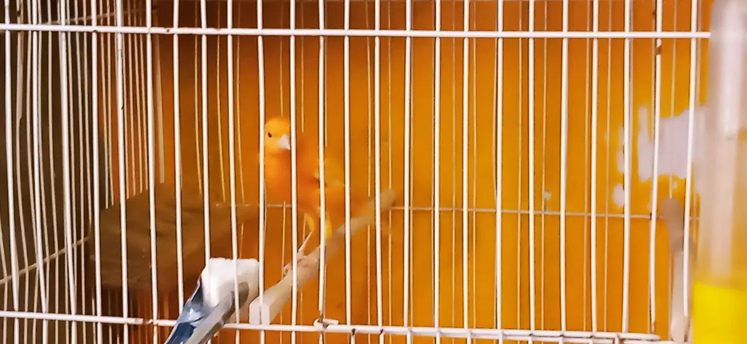 قناری دوعدد نر بخون|پرنده|فولادشهر, مسکن مهر فولادشهر|دیوار