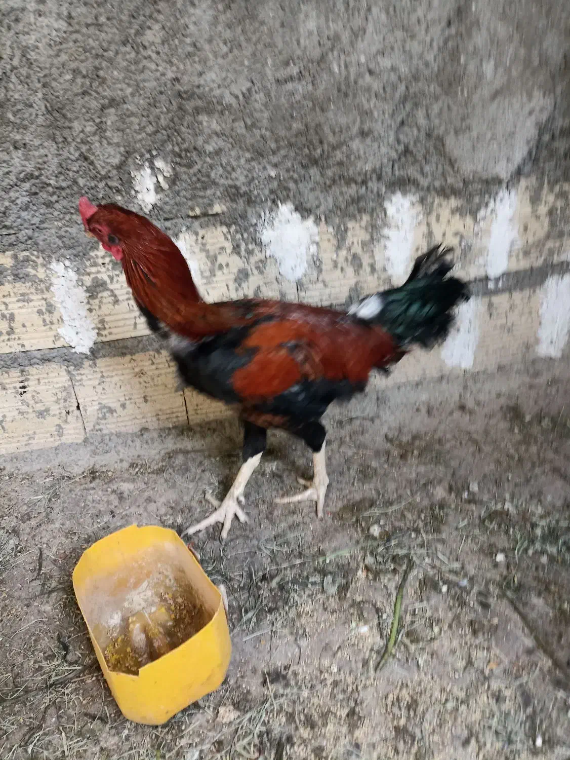 خروس ل|حیوانات مزرعه|هیرمند, |دیوار