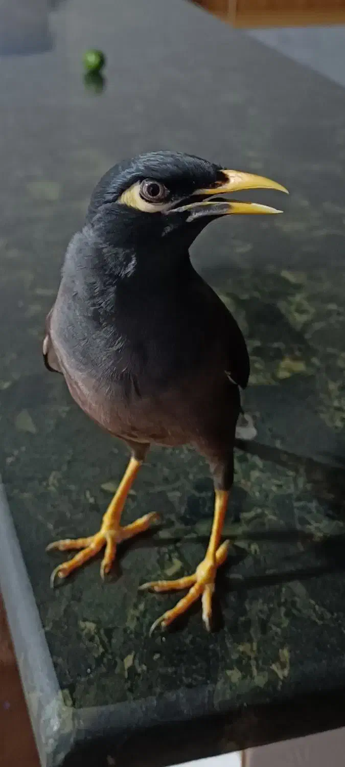 مینا پرحرف|حیوانات|سنندج, |دیوار