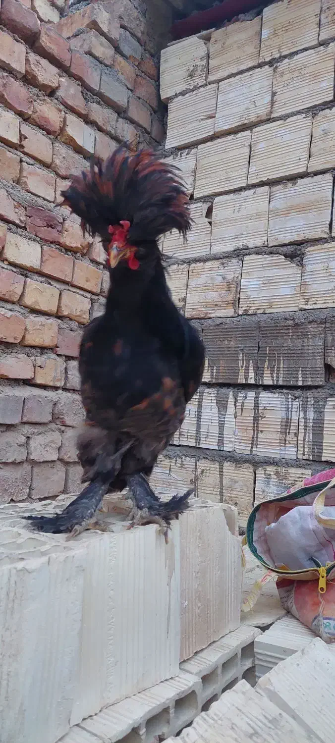 خروس زینتی|پرنده|کاشان, مفتح|دیوار