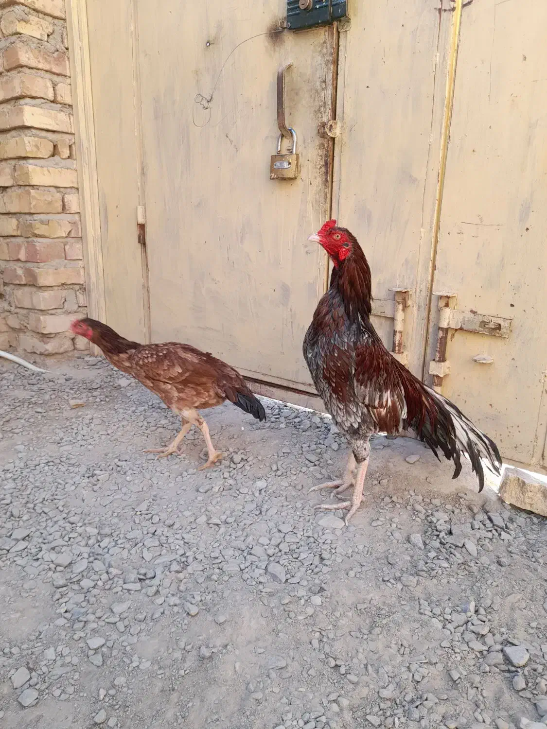 مرغ خروس نسل دار|حیوانات مزرعه|سراوان, |دیوار