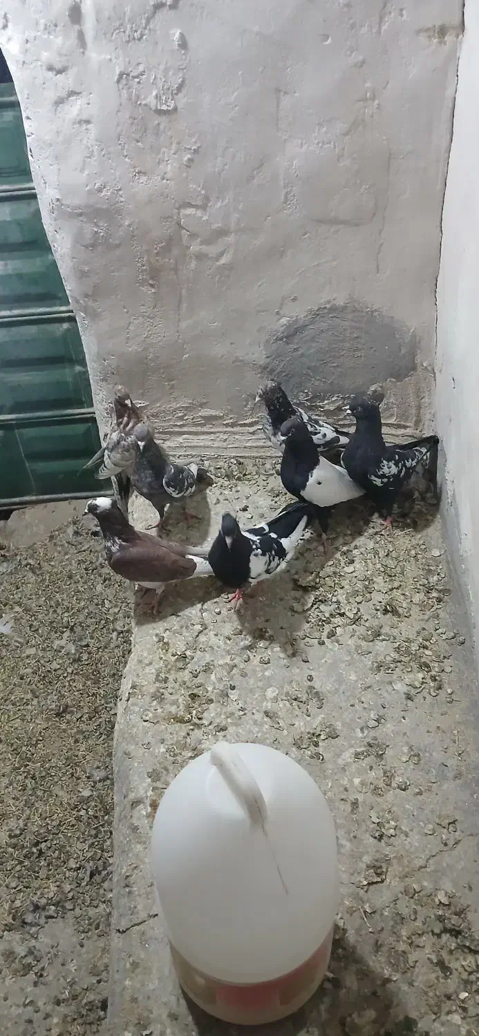 کبوتر|پرنده|کرفتو, |دیوار