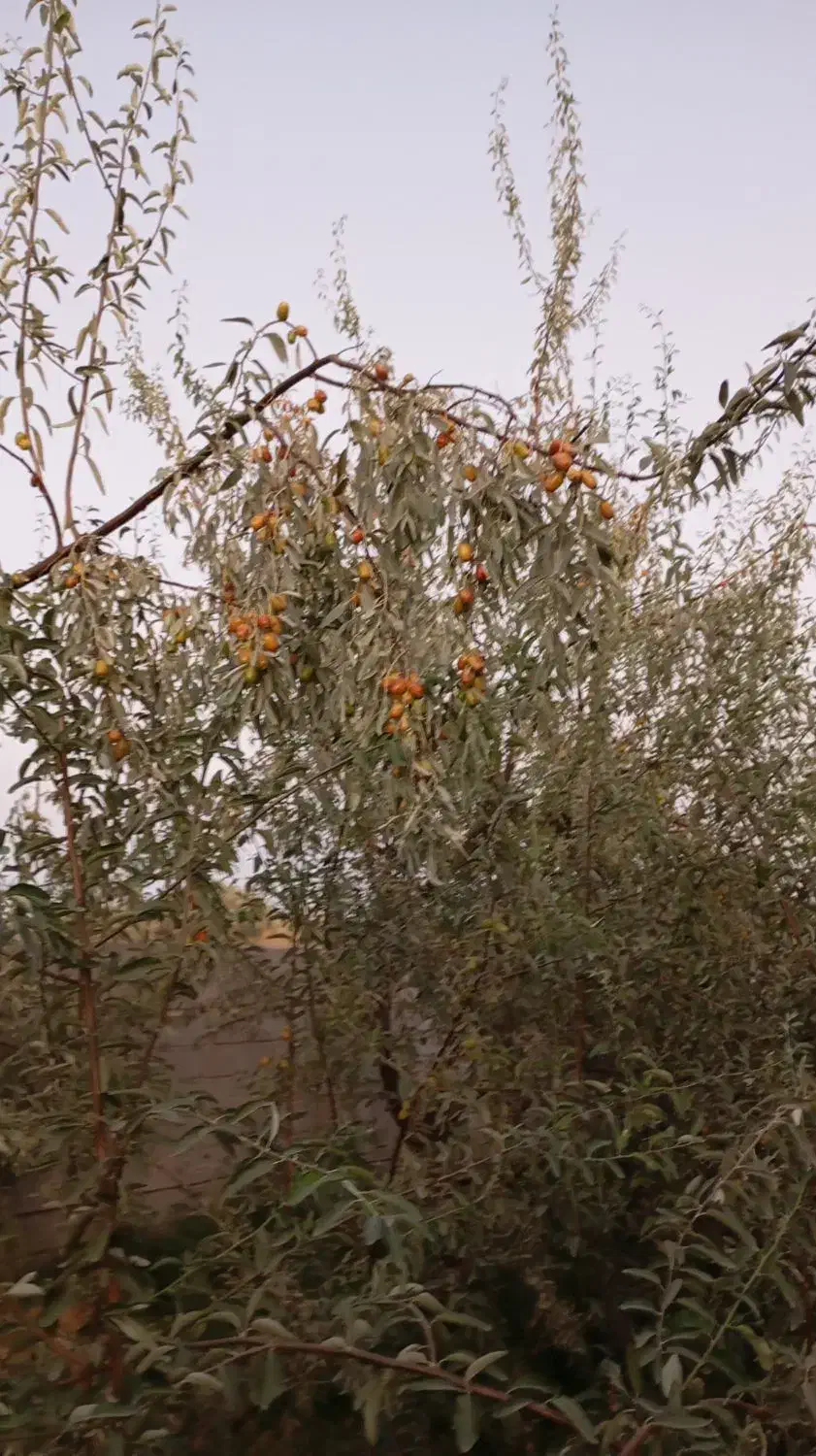 نهال سنجد حاج حسین|خدمات باغبانی و درختکاری|آذرشهر, |دیوار