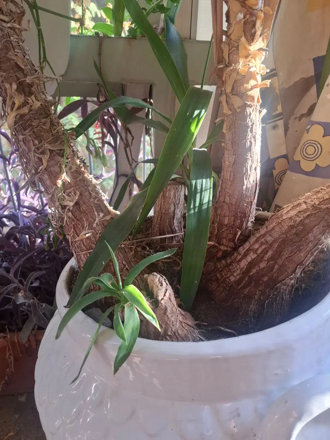 درختچه یوکا|گل و گیاه طبیعی|تهران, فلسطین (میدان انقلاب)|دیوار