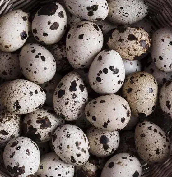 تخم بلدرچین نتفه دار و خوراکی|حیوانات مزرعه|تهران, مولوی|دیوار