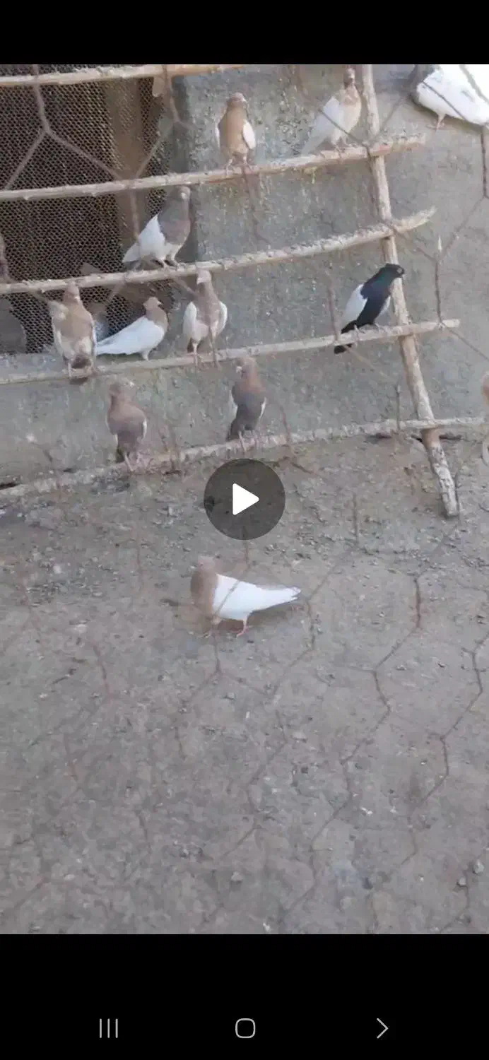 کفتر کله یی|پرنده|ساروق, |دیوار