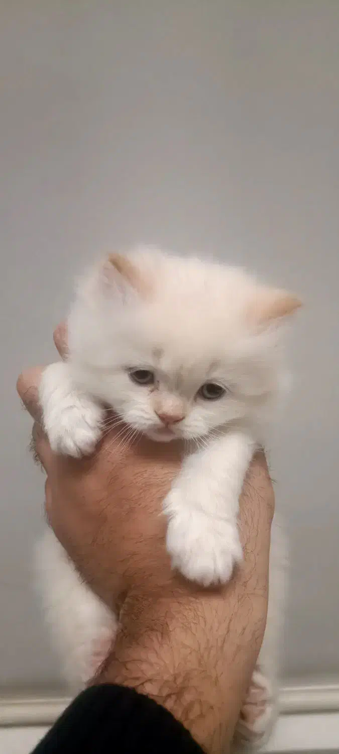 توله گربه|گربه|همدان, |دیوار