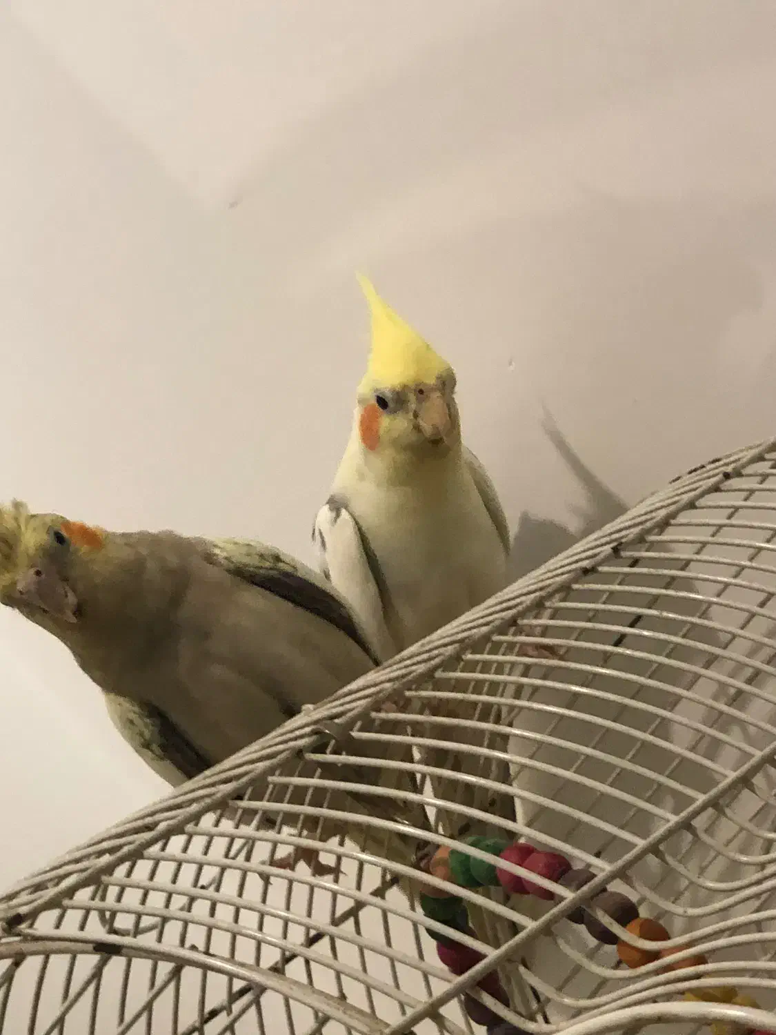 طوطی عروس|پرنده|رشت, سلیمانداراب|دیوار