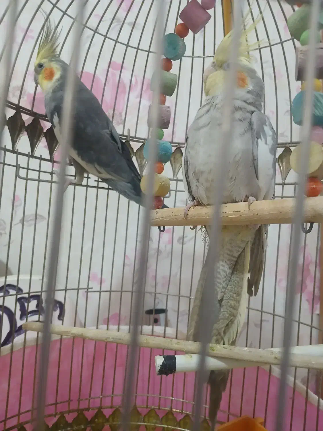 عروس هلندی|پرنده|تبریز, |دیوار